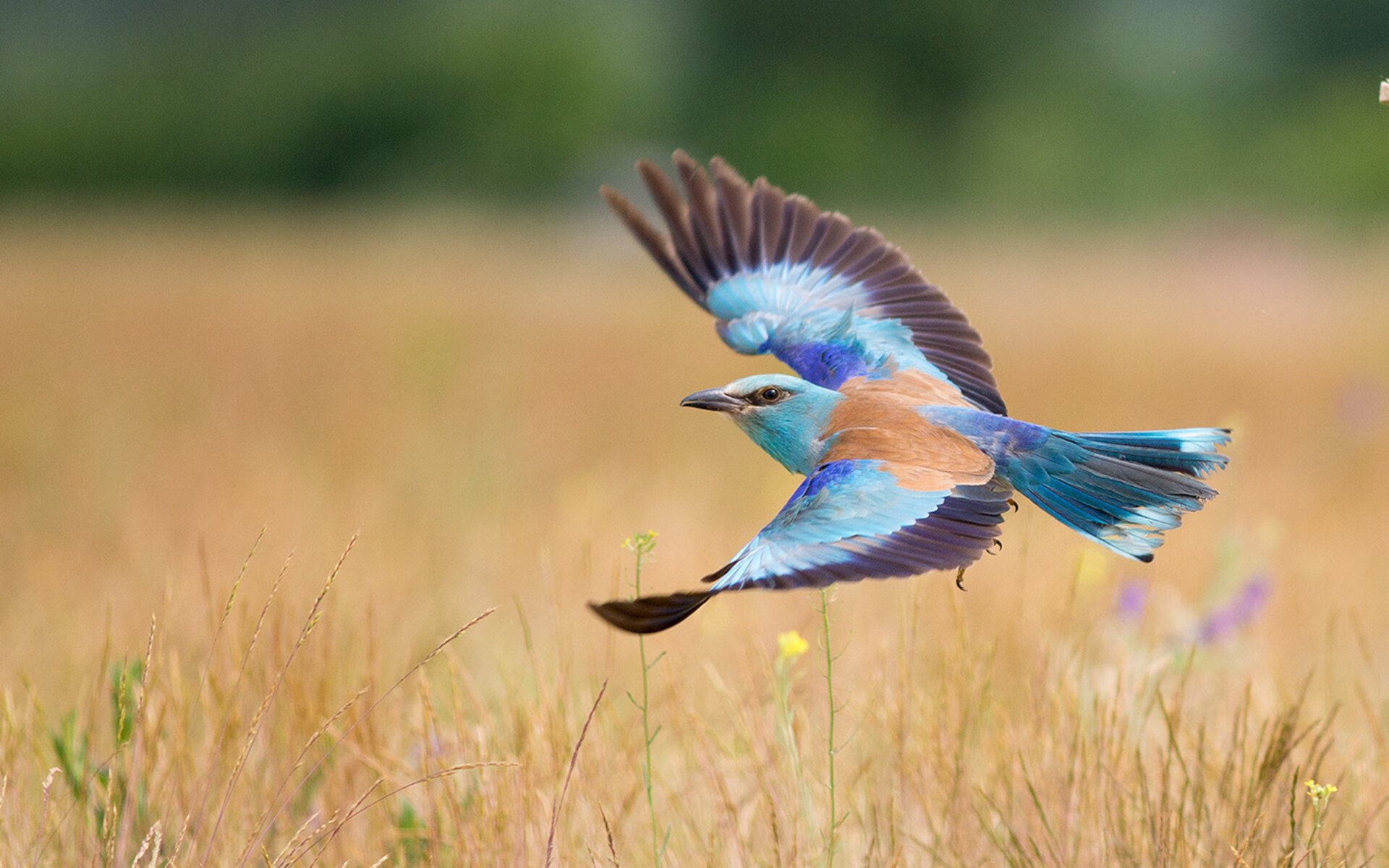 九游娱乐-_热火防守稳如磐石，不给对手任何机会_，热火战术体系