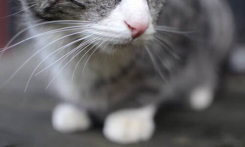 九游平台官网-《英雄联盟》赛事观众性别比例：女性观众崛起与电竞文化，英雄联盟各大区男女比例